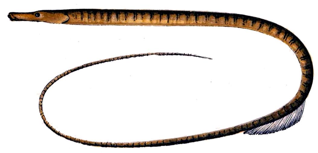 Nerophis ophidion_05.jpg